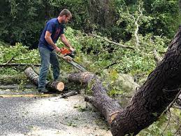 Trusted Castleton On Hudson, NY  Tree Services Experts